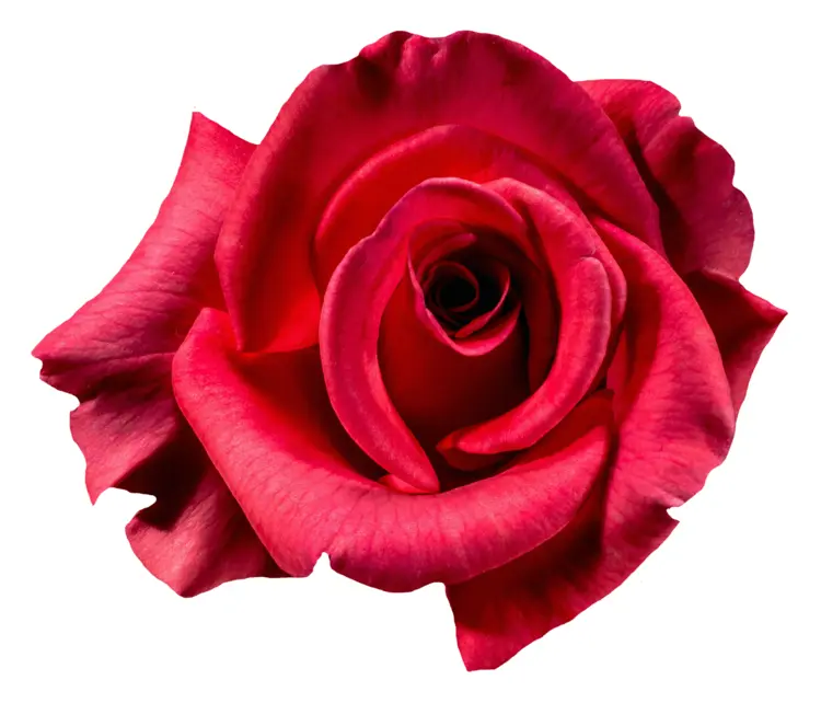 Beautiful Red Rose Flower