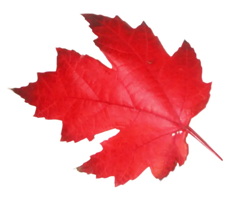 Bright Red Maple Leaf