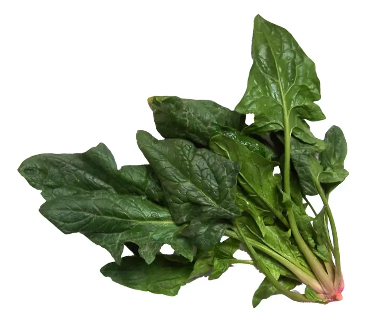 Fresh Spinach Bunch