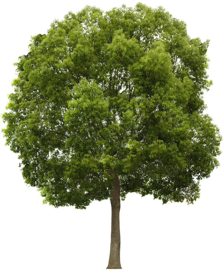 Tall Tree with Lush Green Leaves
