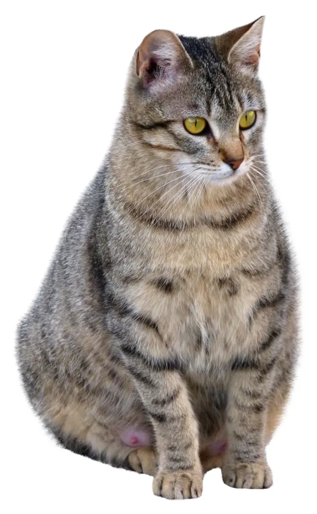 Cute Tabby Cat Sitting
