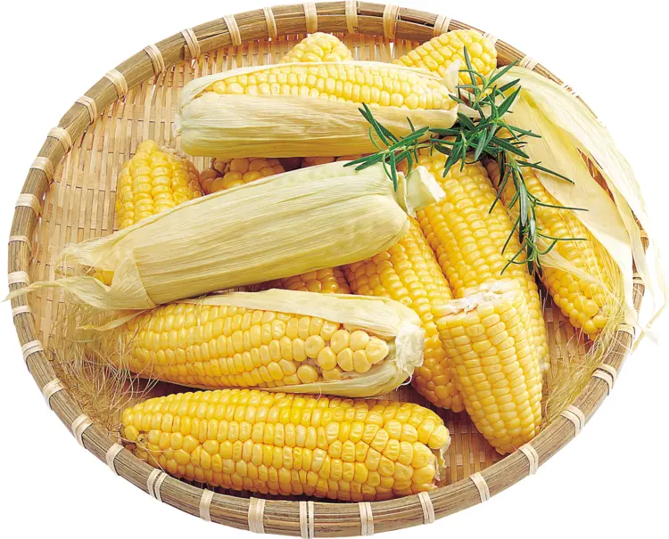 Fresh Yellow Corn in a Basket