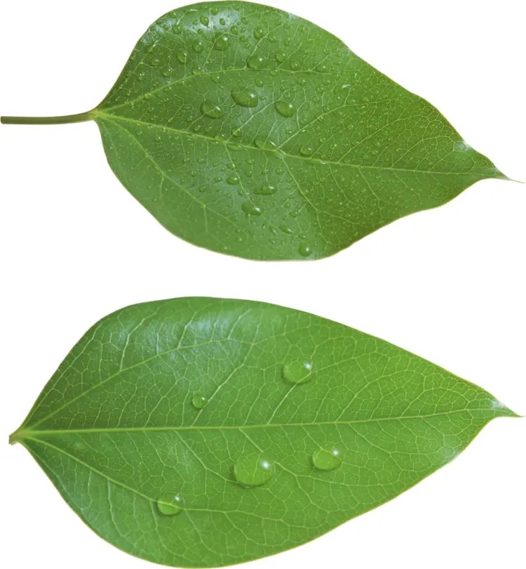 Green Leaves with Water Droplets