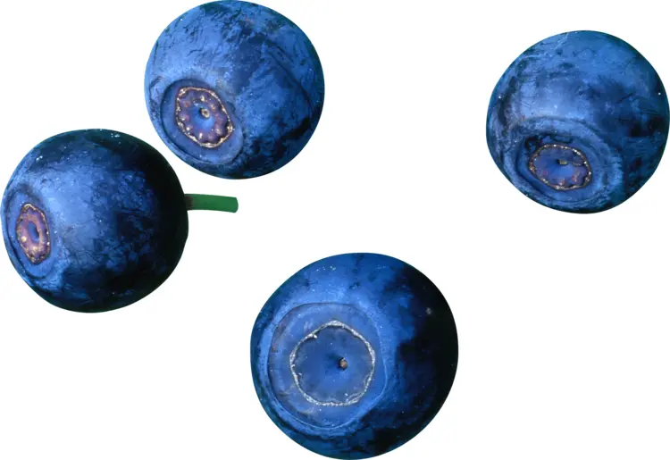 Four Blueberries