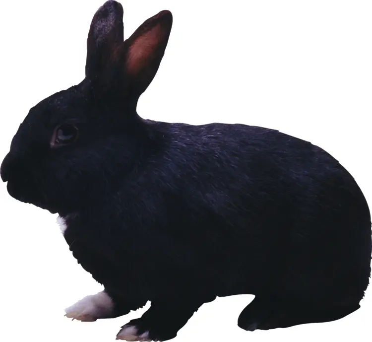 Dark Black Rabbit