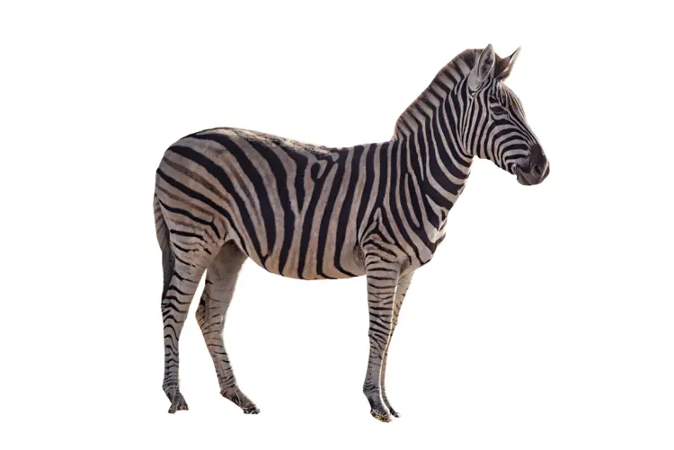 Zebra with Stripes