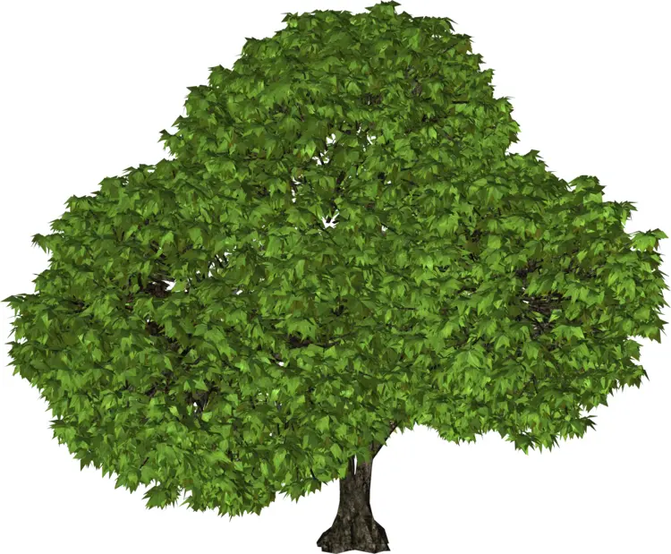 Lush Green Tree
