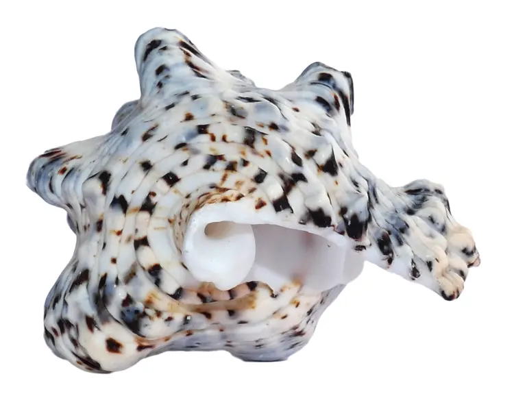 Spiky Marine Shell