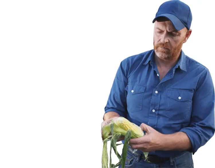 Farmer Inspecting Corn