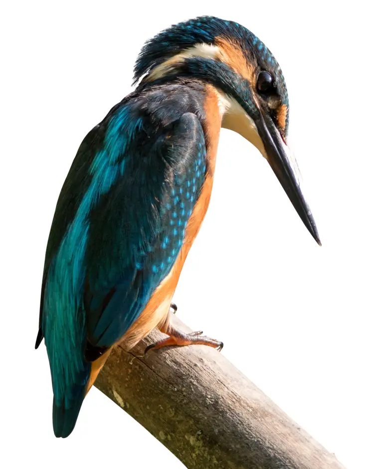 Colorful Kingfisher Perched on a Branch
