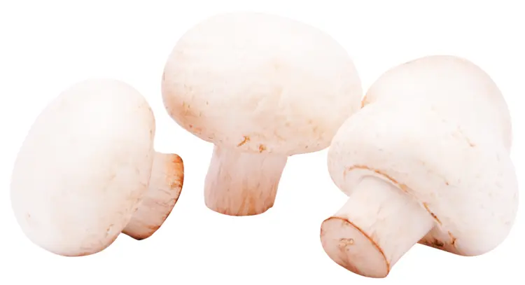 White Mushrooms for Cooking