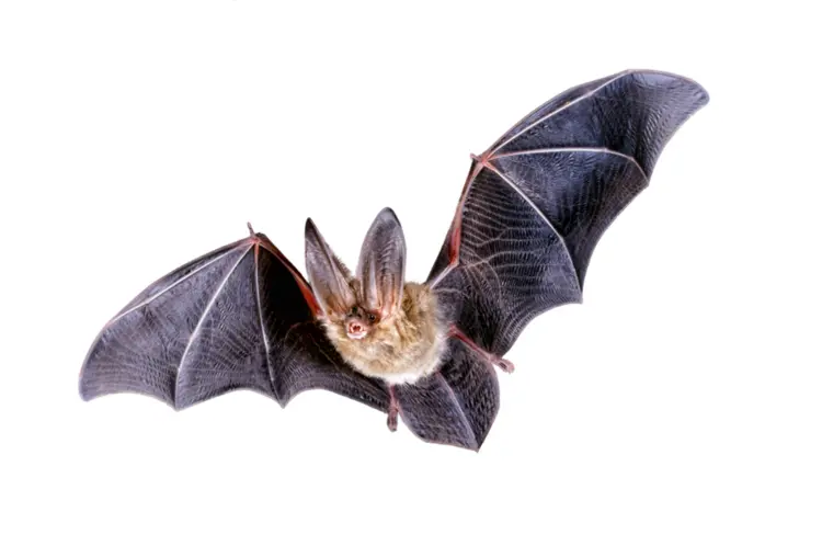 Flying Bat