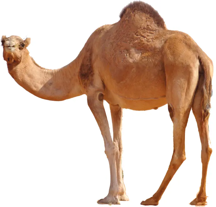 Camel with Hump in Desert
