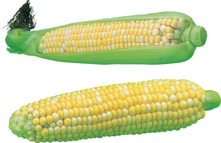 Fresh Corn with Green Husk