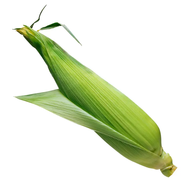 Fresh Green Corn in Husk