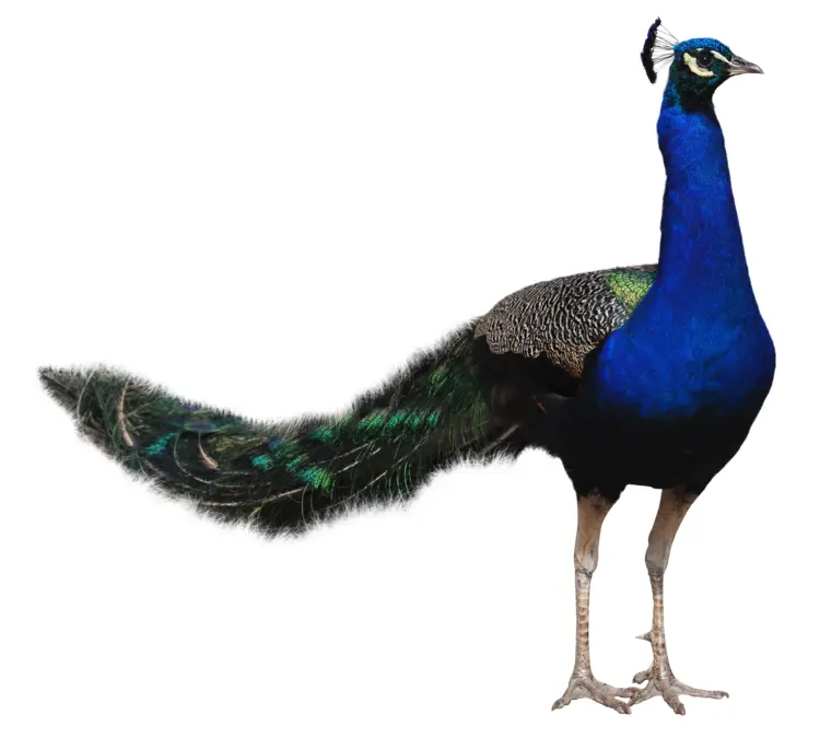 Majestic Peacock