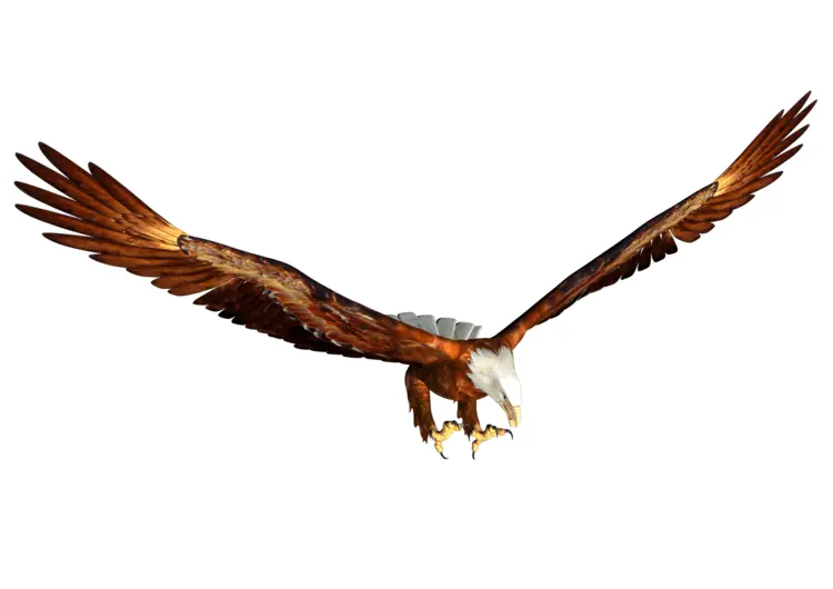 Eagle with Outstretched Wings