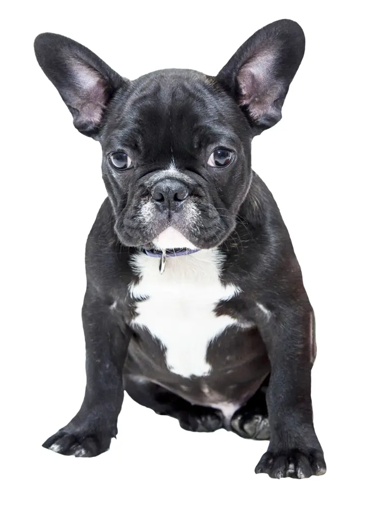 Black Puppy