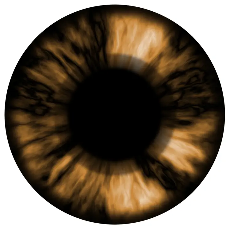 Detailed Brown Eye Illustration