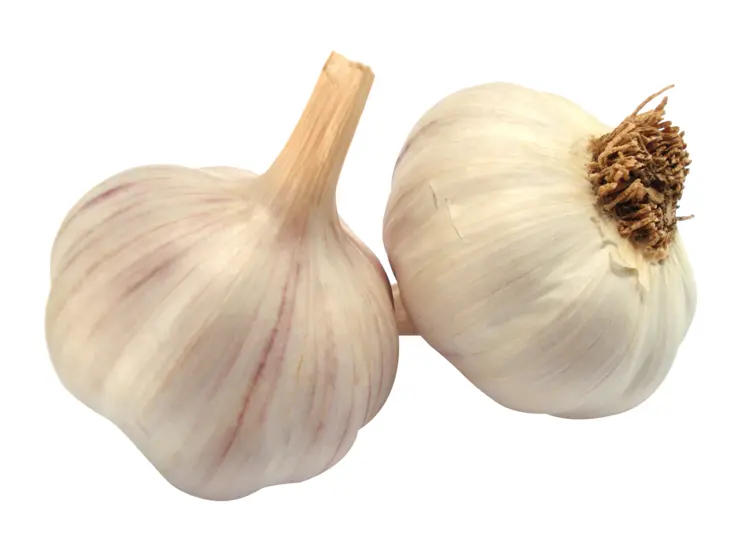Two Fresh Garlic Bulbs