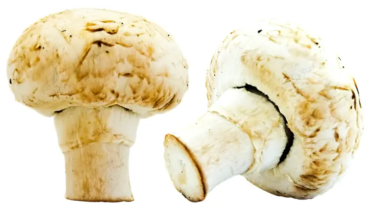 White Mushrooms for Cooking