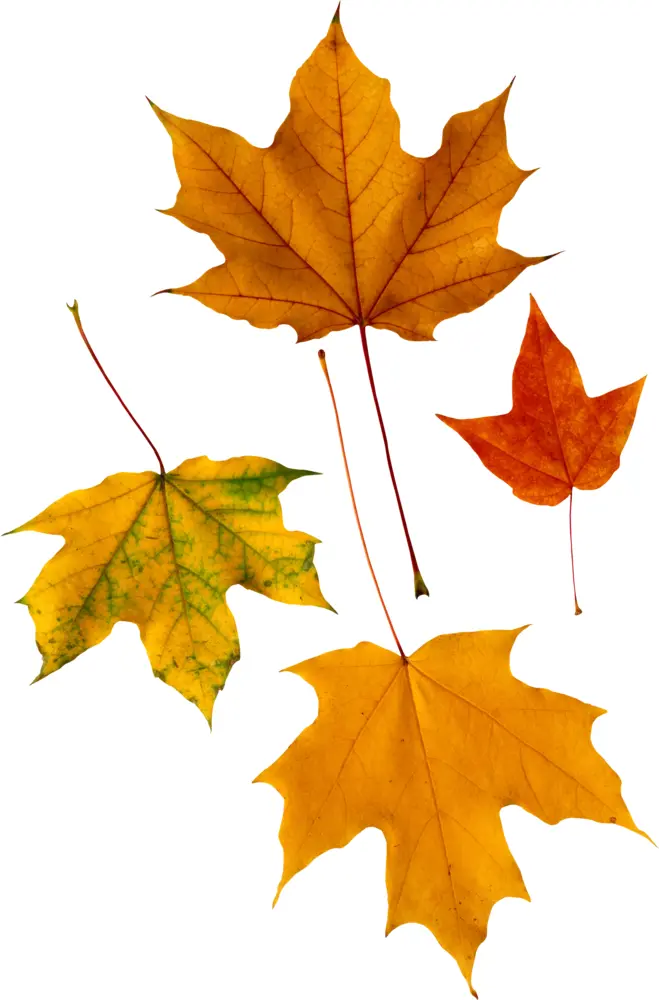 Colorful Autumn Leaves