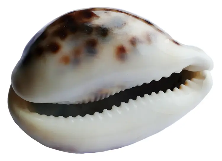 Cowrie Shell from the Ocean