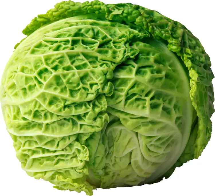 Fresh Green Cabbage