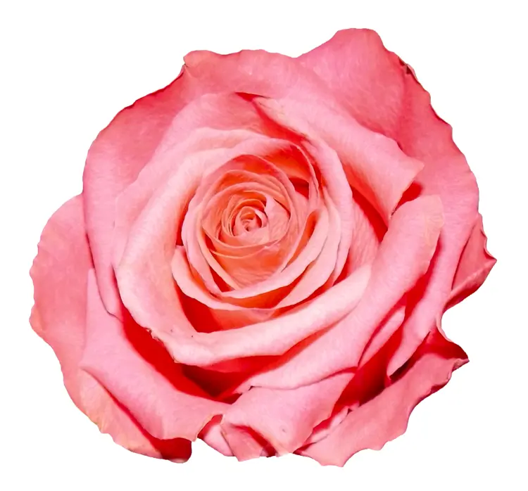 Beautiful Pink Rose in Full Bloom