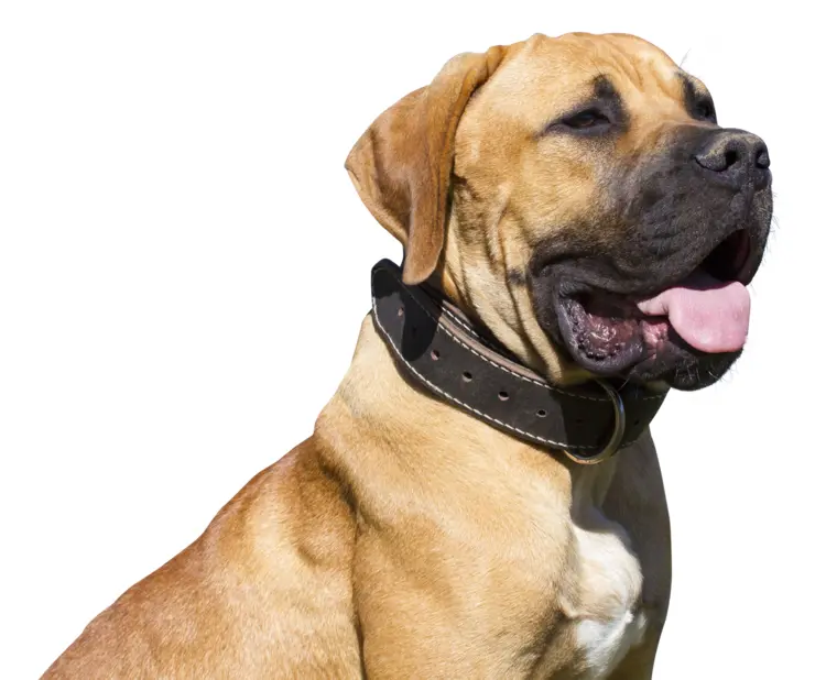 Brown Dog with Collar
