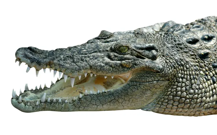 Crocodile with Sharp Teeth