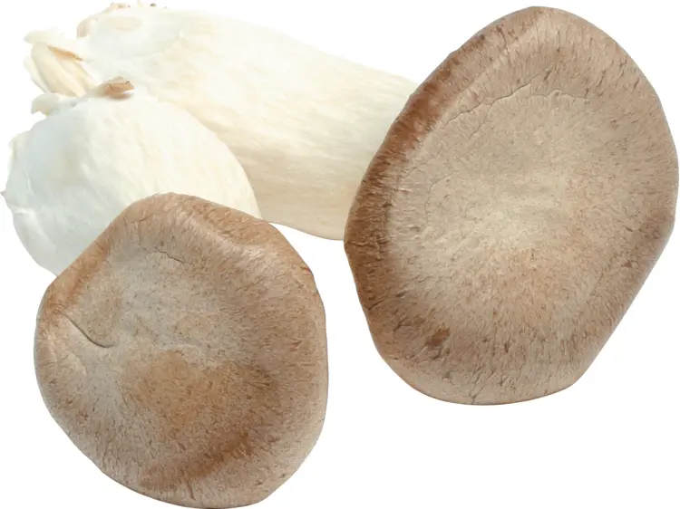 Close-up of Mushrooms