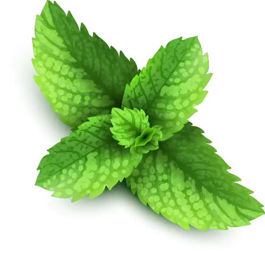 Fresh Green Mint Leaves
