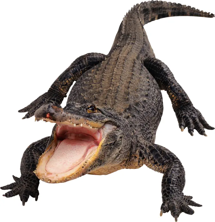 Alligator with Open Mouth