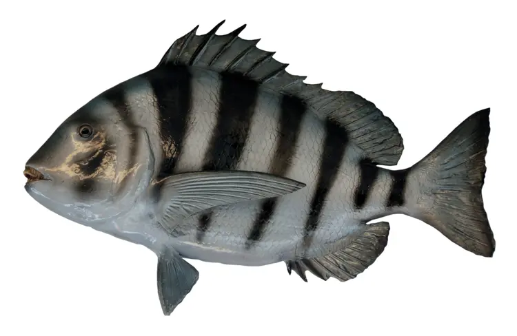 Striped Fish