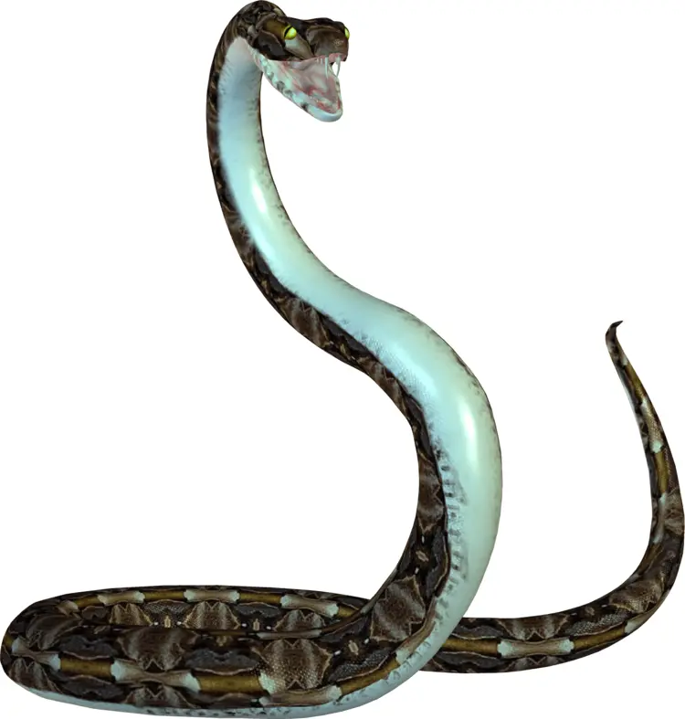 Hooded Cobra Snake