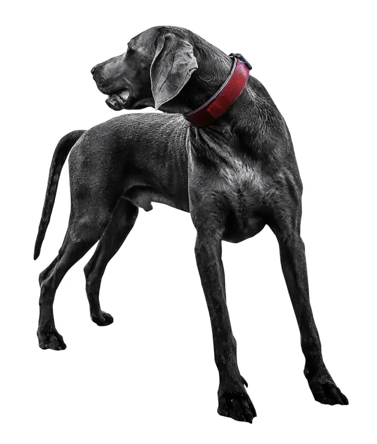 Black Dog with Red Collar