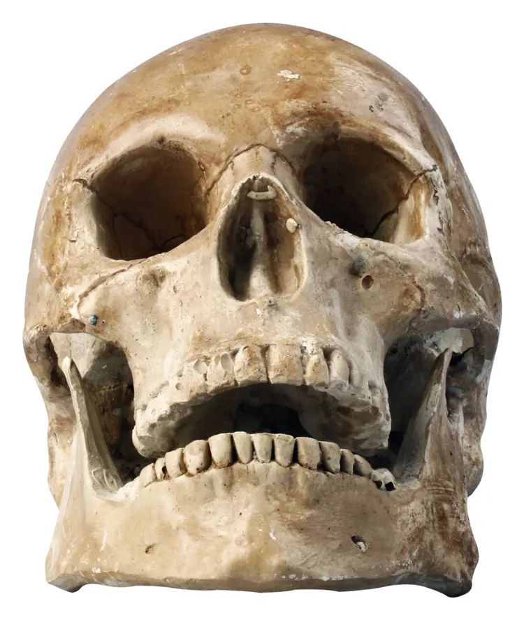 Human Skull Anatomy
