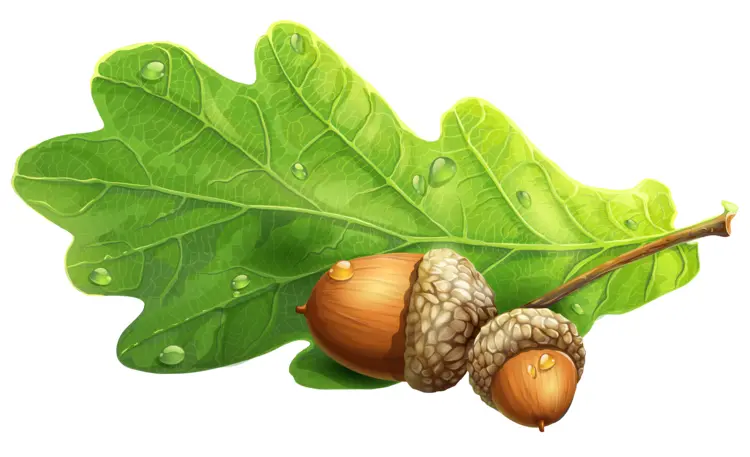 Green Oak Leaf with Acorns