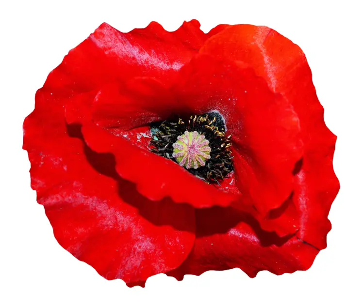 Bright Red Poppy Flower