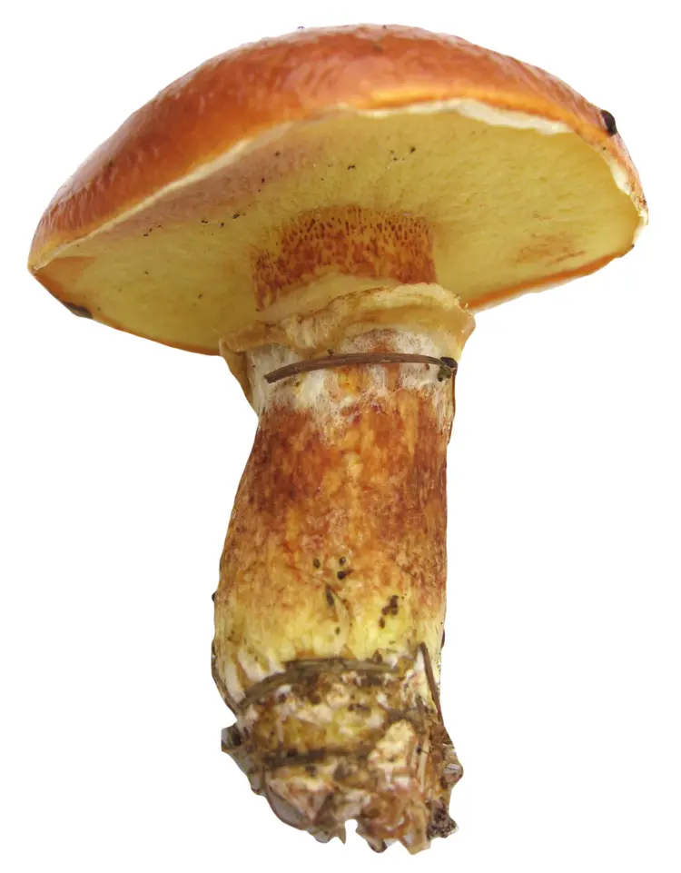 Wild Edible Mushroom