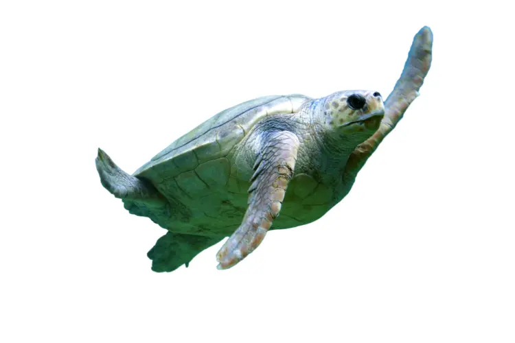 Sea Turtle Swimming in the Ocean