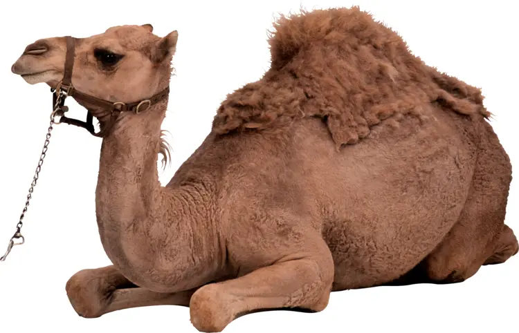 Sitting Camel in Desert