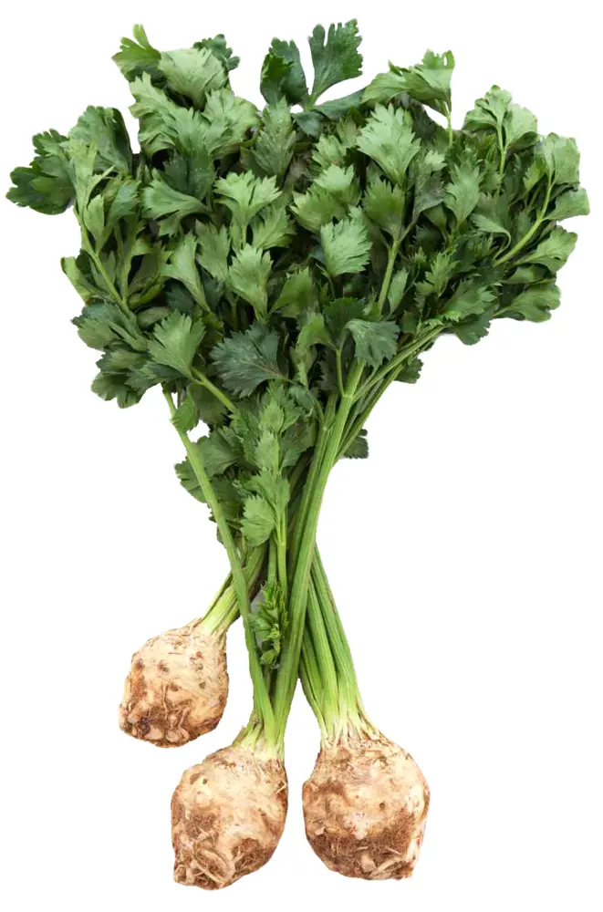 Fresh Celery Root with Leaves