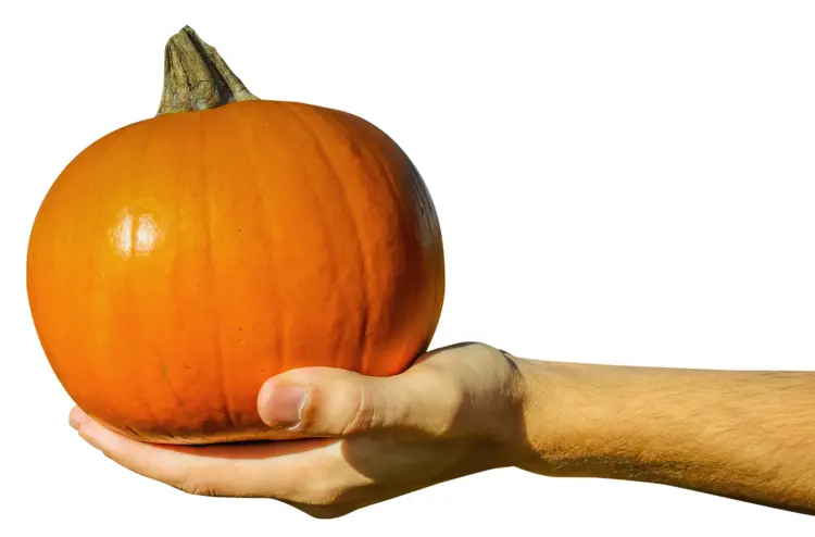 Hand Holding a Fresh Pumpkin