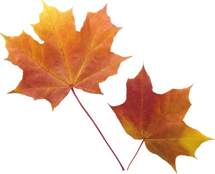 Orange Autumn Leaves