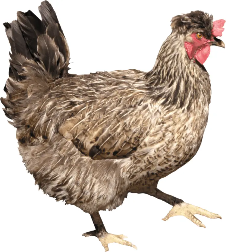 Brown Chicken with Red Comb