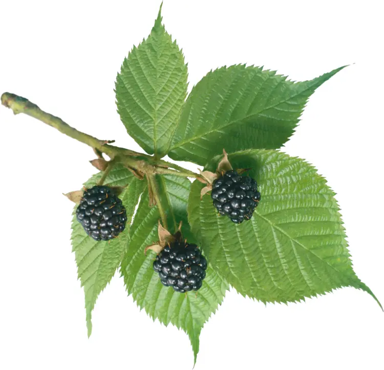 Blackberries on Branch with Leaves