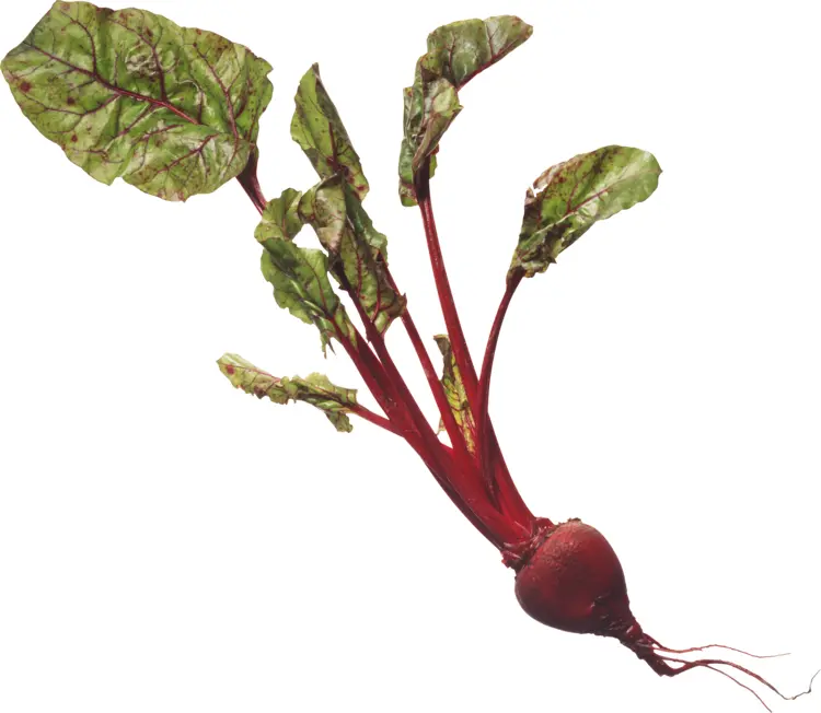Single Fresh Beetroot with Green Leaves