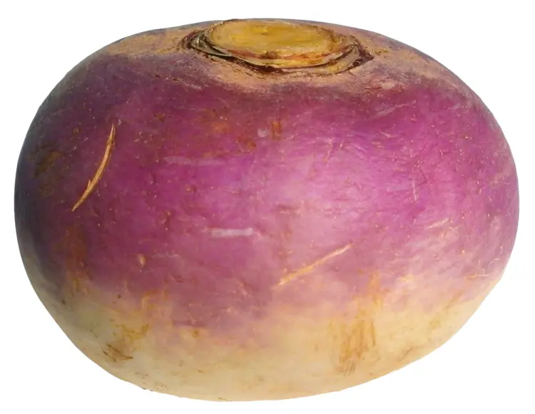 Purple and White Turnip Root Vegetable
